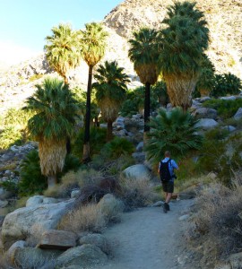 Descending to the 49 Palms Oasis