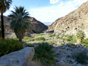 View from the 49 Palms Oasis