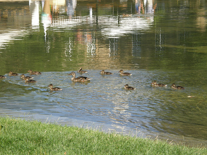 Ducks swimming in Ecksee.